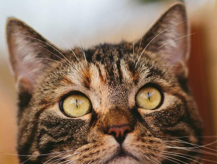 Collecte du CME pour les animaux de la SPA
